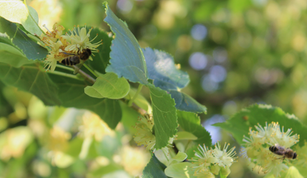 WebP demo showing bees.png image used for conditional WebP serving test